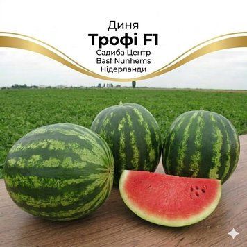 Насіння Кавун Трофі F1 (5 шт) | Насіння Гібридного Кавуну великоплідного PPN_11689 фото